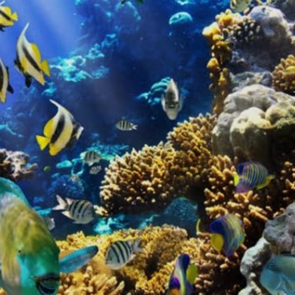 foto - Amed Holiday Snorkeling & Fishing Trip - 17