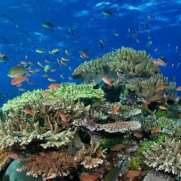 foto - Amed Holiday Snorkeling & Fishing Trip - 19