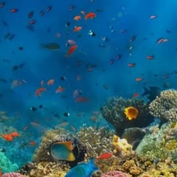 foto - Amed Holiday Snorkeling & Fishing Trip - 20