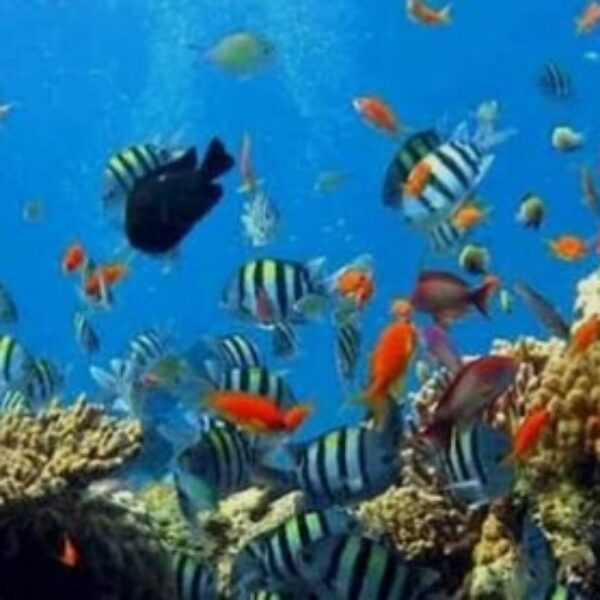 foto - Amed Holiday Snorkeling & Fishing Trip - 22