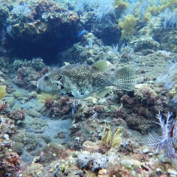foto - Amed Holiday Snorkeling & Fishing Trip - 3