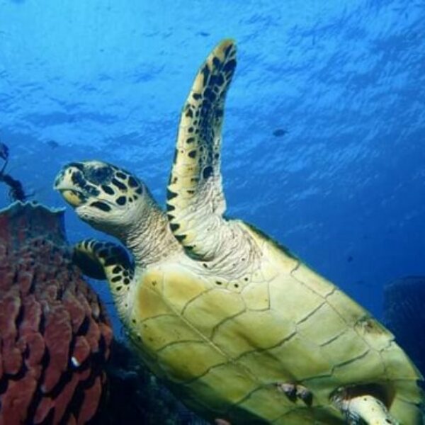 foto - Amed Holiday Snorkeling & Fishing Trip - 34