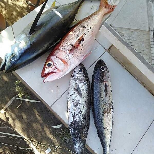 foto - Amed Holiday Snorkeling & Fishing Trip - 36