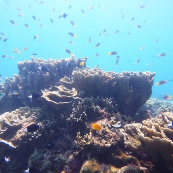 foto - Amed Holiday Snorkeling & Fishing Trip - 4