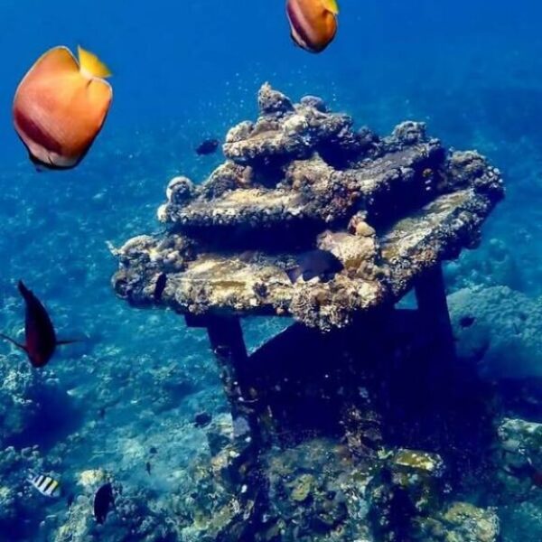 foto - Amed Holiday Snorkeling & Fishing Trip - 6