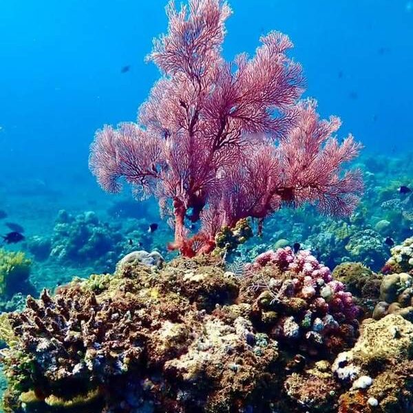 foto - Amed Holiday Snorkeling & Fishing Trip - 7